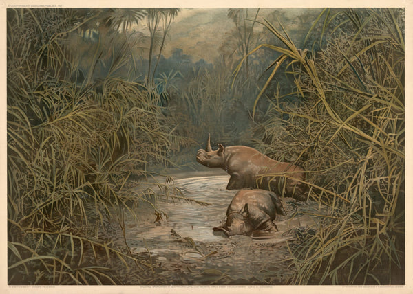 Rhinoceroses bathing in the Masai Steppe East Africa 1911