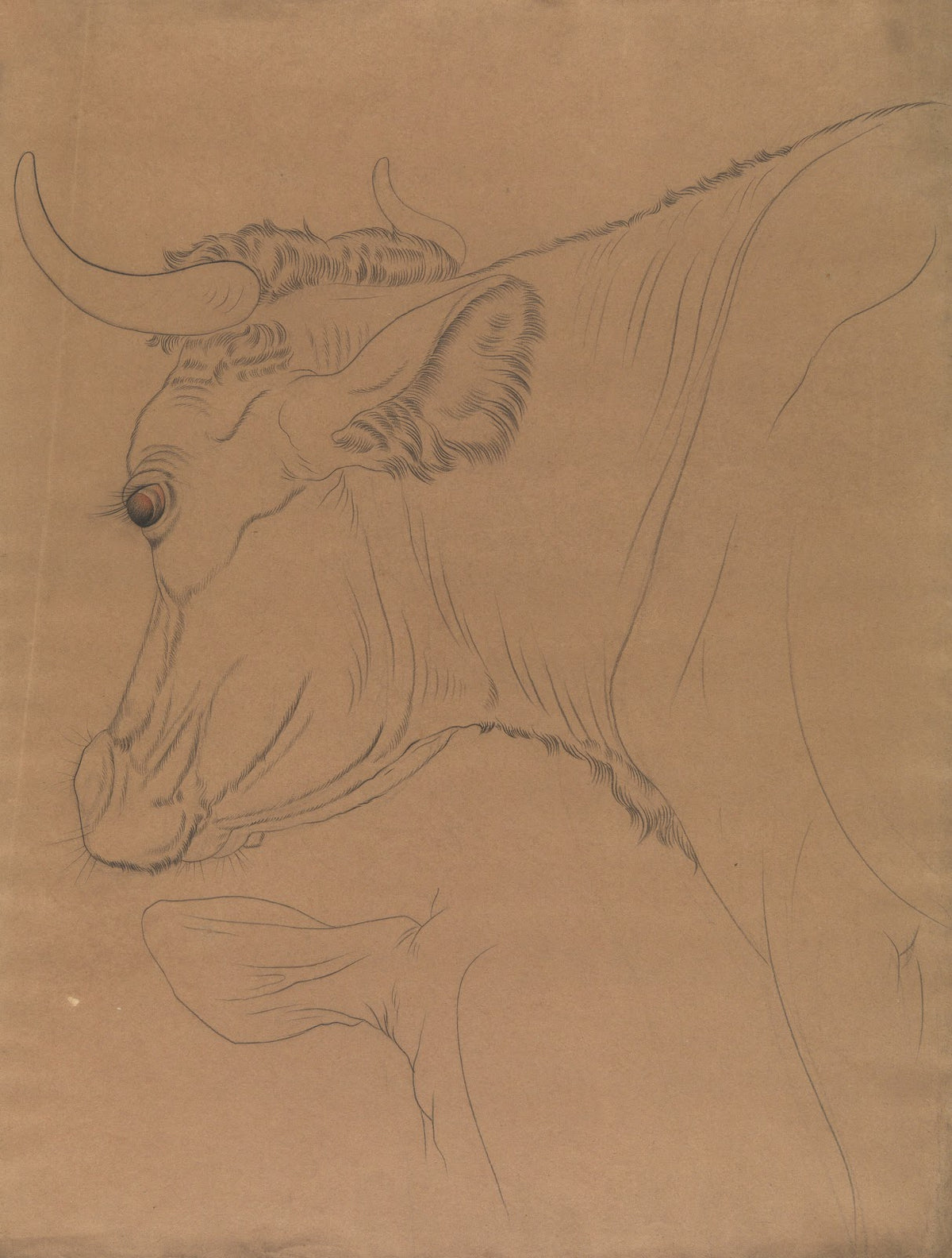 Bulls head 2 19th century