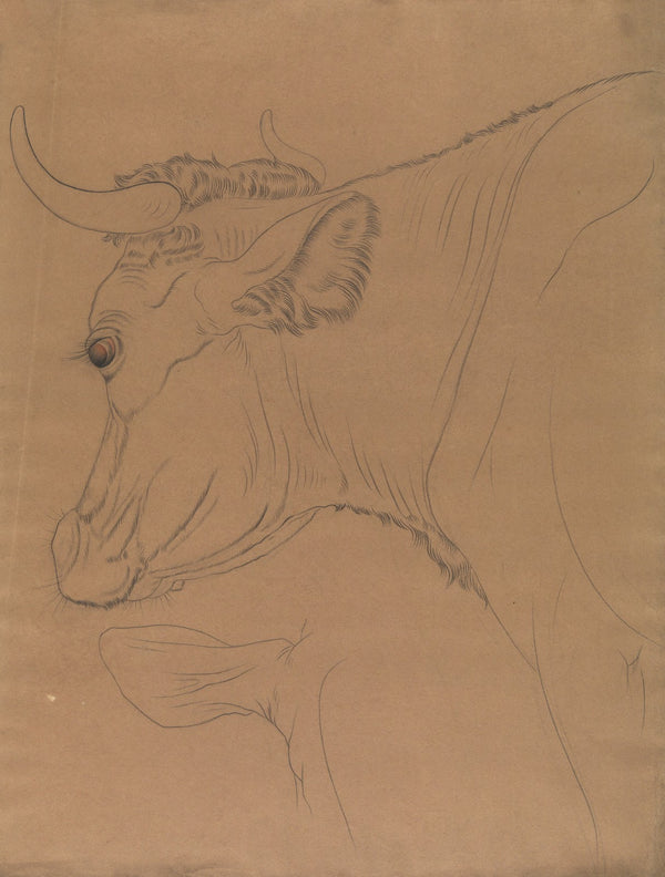 Bulls head 2 19th century
