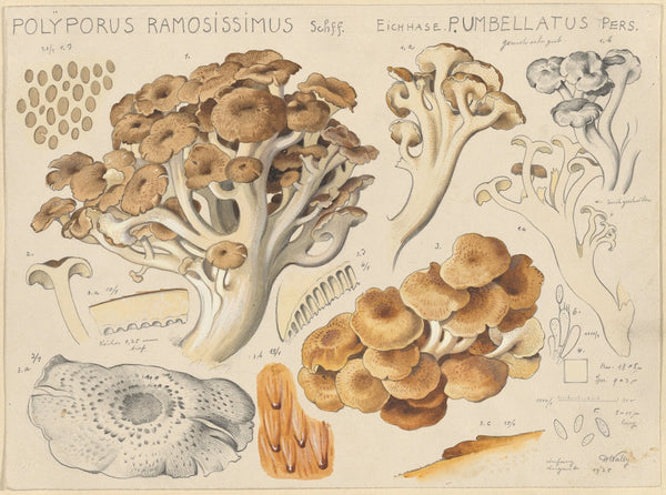 Polyporus ramosissimus Schff 1915 1945