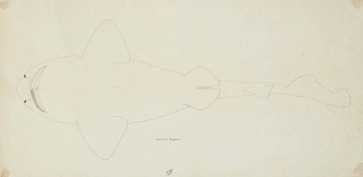 Possibly a Cephaloscyllium isabella NZ  ventral view  carpet shark