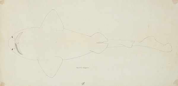 Possibly a Cephaloscyllium isabella NZ  ventral view  carpet shark