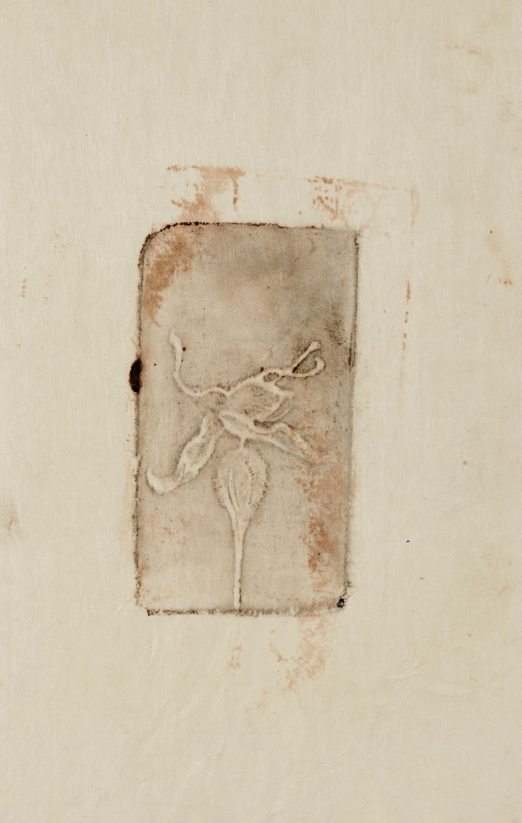 Végétal à identifier