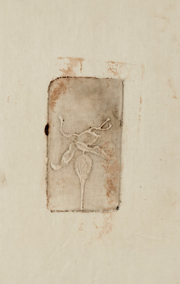 Végétal à identifier
