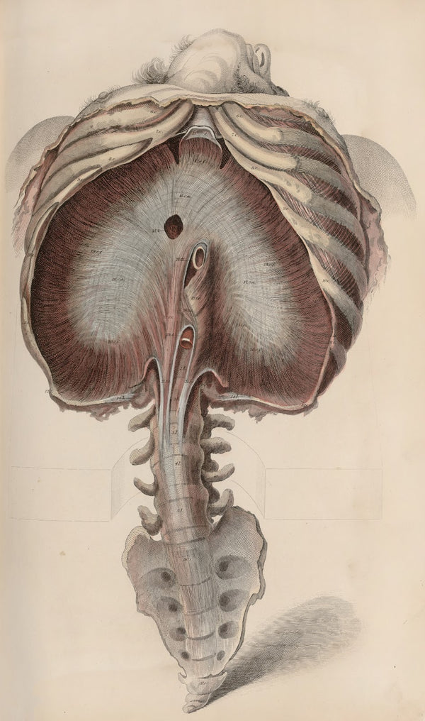 A system of anatomical plates of the human body Pl035 1840
