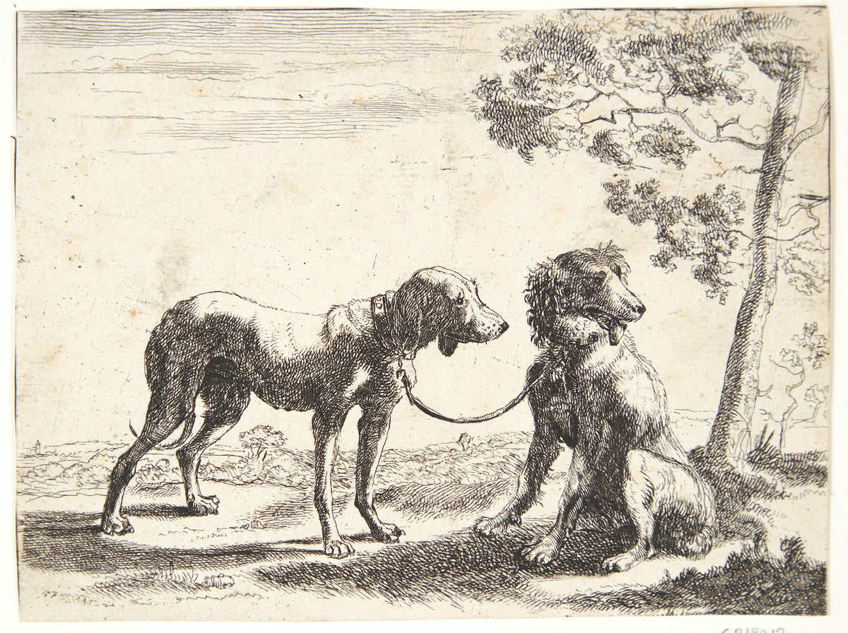 To hunde bundet sammen 1654