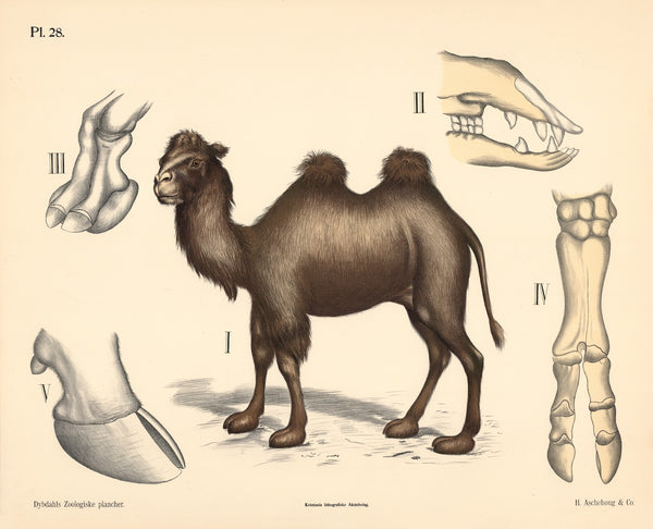 Pattedyr Drøvtyggere 1881
