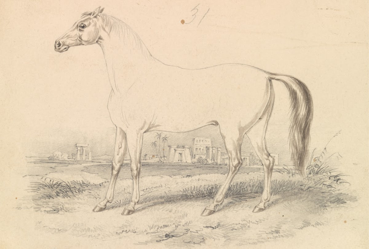The Dongola Horse 1837